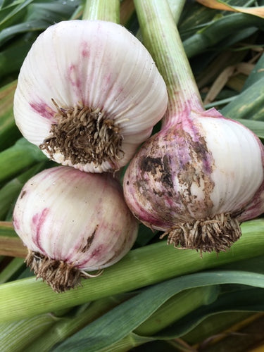 Bulk organic Chesnok Red garlic