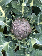 Load image into Gallery viewer, Organic broccoli Tuesday pick up