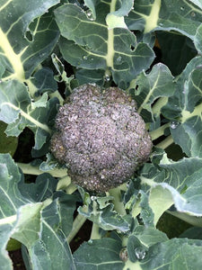 Organic broccoli Tuesday pick up