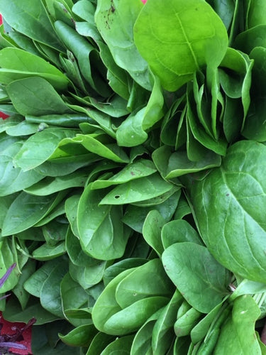 Organic Spinach Tuesday pick up