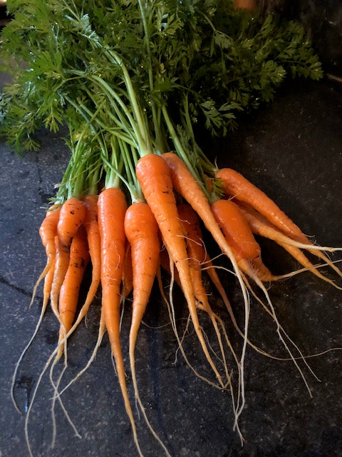 Fresh from the field organic winter carrots